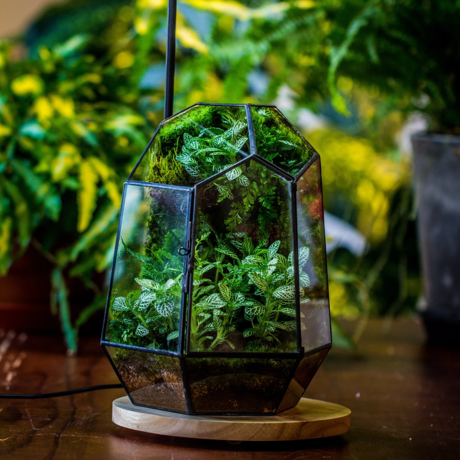 NCYP Customizable Tabletop Natural Wood Round Board LED Grow Display Light Indoor 10W For Terrarium Succulent Fern Bonsai Moss -35cm 4 NCYP Customizable Tabletop Natural Wood Round Board LED Grow Display Light Indoor 10W For Terrarium Succulent Fern Bonsai Moss -35cm - Image 2