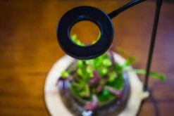 NCYP Customizable Tabletop Natural Wood Round Board LED Grow Display Light Indoor 10W For Terrarium Succulent Fern Bonsai Moss -35cm 17 NCYP Customizable Tabletop Natural Wood Round Board LED Grow Display Light Indoor 10W For Terrarium Succulent Fern Bonsai Moss -35cm -Ncyp Garden Store IMG 6480 f3879f24 d7cc 4ad4 a464 65fa10521c4f