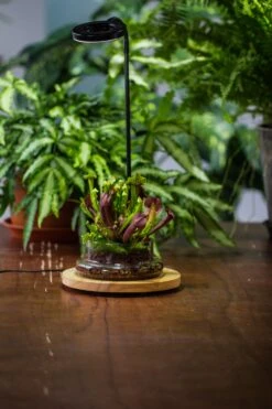 NCYP Customizable Tabletop Natural Wood Round Board LED Grow Display Light Indoor 10W For Terrarium Succulent Fern Bonsai Moss -35cm 21 NCYP Customizable Tabletop Natural Wood Round Board LED Grow Display Light Indoor 10W For Terrarium Succulent Fern Bonsai Moss -35cm -Ncyp Garden Store IMG 6484 60fd08c1 124c 455e bbbd 6d89c8b6436f