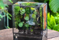 5-8cm Black Horticultural Lava Rock Volcanic Rock For Terrarium, Bonsai Landscape, 500g 21 5-8cm Black Horticultural Lava Rock Volcanic Rock For Terrarium, Bonsai Landscape, 500g -Ncyp Garden Store IMG 6598 2