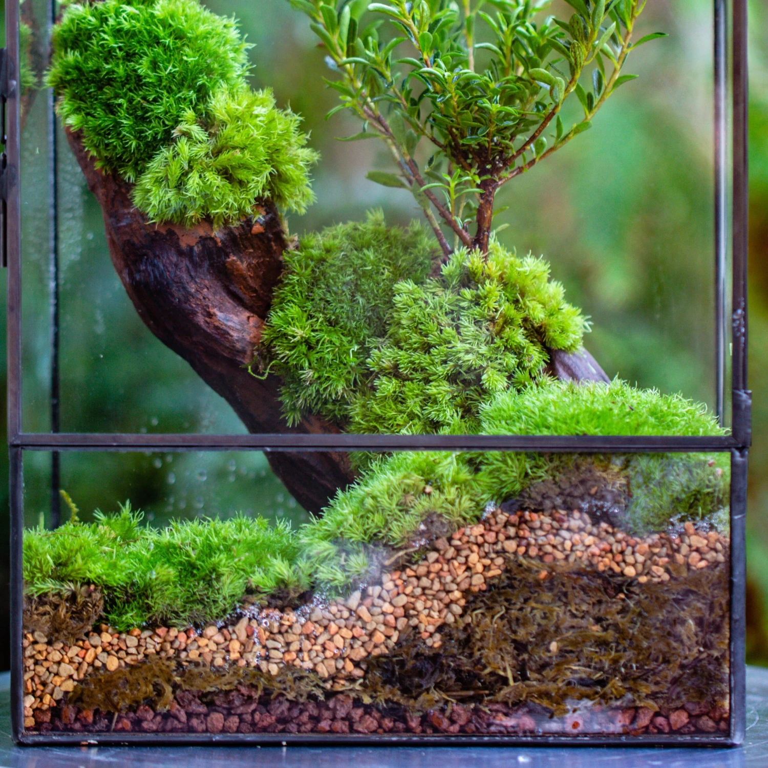 Basic Moss Terrarium Planting KIT, Suitable For Terrarium, Moss, Fern, Orchid, Begonia, Small Tropical 5 Basic Moss Terrarium Planting KIT, Suitable For Terrarium, Moss, Fern, Orchid, Begonia, Small Tropical - Image 3