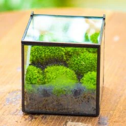 Handmade Cube Mini 4 Inches Close Geometric Glass Tin Terrarium, Greenhouse Planter For Moss, Christmas Gift, Terrarium Only -Ncyp Garden Store IMG 7106 1 1