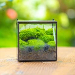Handmade Cube Mini 4 Inches Close Geometric Glass Tin Terrarium, Greenhouse Planter For Moss, Christmas Gift, Terrarium Only -Ncyp Garden Store IMG 7107 1 1