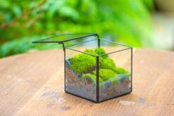 Handmade Cube Mini 4 Inches Close Geometric Glass Tin Terrarium, Greenhouse Planter For Moss, Christmas Gift, Terrarium Only -Ncyp Garden Store IMG 7115 2