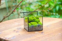 Handmade Cube Mini 4 Inches Close Geometric Glass Tin Terrarium, Greenhouse Planter For Moss, Christmas Gift, Terrarium Only -Ncyp Garden Store IMG 7116 69f3d9da 7fa3 46d1 b40d a586988b9e0e 1