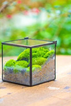 Handmade Cube Mini 4 Inches Close Geometric Glass Tin Terrarium, Greenhouse Planter For Moss, Christmas Gift, Terrarium Only -Ncyp Garden Store IMG 7118 1
