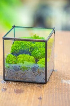 Handmade Cube Mini 4 Inches Close Geometric Glass Tin Terrarium, Greenhouse Planter For Moss, Christmas Gift, Terrarium Only -Ncyp Garden Store IMG 7119 1