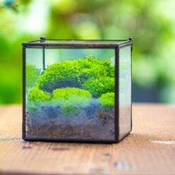 Handmade Cube Mini 4 Inches Close Geometric Glass Tin Terrarium, Greenhouse Planter For Moss, Christmas Gift, Terrarium Only -Ncyp Garden Store IMG 7120 1 1