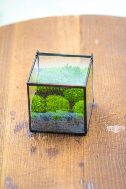 Handmade Cube Mini 4 Inches Close Geometric Glass Tin Terrarium, Greenhouse Planter For Moss, Christmas Gift, Terrarium Only -Ncyp Garden Store IMG 7121 1