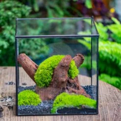 Preserved Forever Leucobryum Moss Cushion Moss , Natural Green 20x50cm, For DIY Moss Terrarium, Miniature, Centerpiece, Micro Landscape, No Maintenence -Ncyp Garden Store IMG 7189