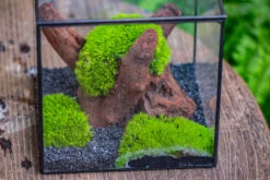 Preserved Forever Leucobryum Moss Cushion Moss , Natural Green 20x50cm, For DIY Moss Terrarium, Miniature, Centerpiece, Micro Landscape, No Maintenence -Ncyp Garden Store IMG 7198 922ffd1c 6f61 4c9d 9bef b60e3a3bd1d8