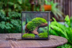Natural Driftwood For Moss Terrarium, Miniature, Micro Landscape, Unique 10-2, Suitable For Both Live And Preserved Moss -Ncyp Garden Store IMG 7230