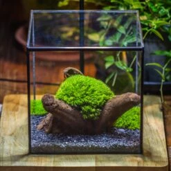 Preserved Forever Leucobryum Moss Cushion Moss , Natural Green 20x50cm, For DIY Moss Terrarium, Miniature, Centerpiece, Micro Landscape, No Maintenence -Ncyp Garden Store IMG 7344 f23786ac d0d1 4add aed0 c09fc3ac811a
