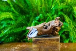 Driftwood For Moss Terrarium, Miniature, Micro Landscape, H022 -Ncyp Garden Store IMG 7422