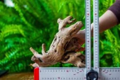 Driftwood For Moss Terrarium, Miniature, Micro Landscape, H022 -Ncyp Garden Store IMG 7423