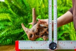 Driftwood For Moss Terrarium, Miniature, Micro Landscape, H015 -Ncyp Garden Store IMG 7433