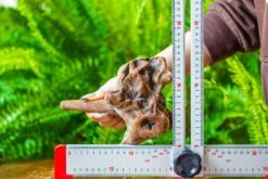 Driftwood For Moss Terrarium, Miniature, Micro Landscape, H015 -Ncyp Garden Store IMG 7434