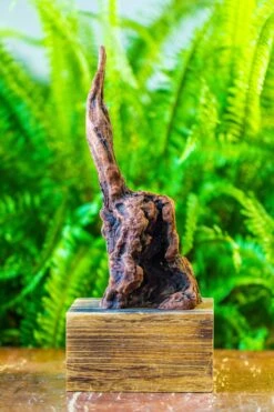 Driftwood For Moss Terrarium, Miniature, Micro Landscape, H017 -Ncyp Garden Store IMG 7435 585d7825 fc33 4c51 a456 bc399dec675c