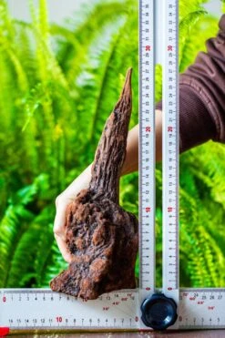 Driftwood For Moss Terrarium, Miniature, Micro Landscape, H017 -Ncyp Garden Store IMG 7438