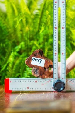 Driftwood For Moss Terrarium, Miniature, Micro Landscape, H017 -Ncyp Garden Store IMG 7439