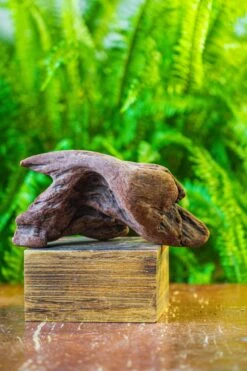 Driftwood For Moss Terrarium, Miniature, Micro Landscape, H008 -Ncyp Garden Store IMG 7448