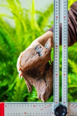 Driftwood For Moss Terrarium, Miniature, Micro Landscape, H008 -Ncyp Garden Store IMG 7449