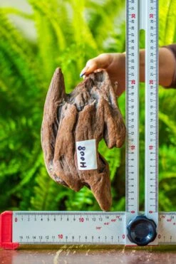 Driftwood For Moss Terrarium, Miniature, Micro Landscape, H008 -Ncyp Garden Store IMG 7451