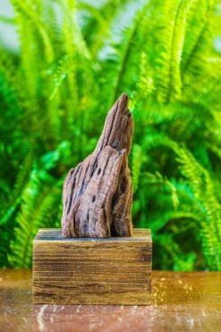 Driftwood For Moss Terrarium, Miniature, Micro Landscape, H011 -Ncyp Garden Store IMG 7465 f93b7c04 102b 41bc ba60 b5a199cbbe97