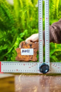 Driftwood For Moss Terrarium, Miniature, Micro Landscape, H011 -Ncyp Garden Store IMG 7466 8ee7ee50 ce53 4453 a1bf a35c3eedc862