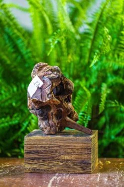 Driftwood For Moss Terrarium, Miniature, Micro Landscape, H005 -Ncyp Garden Store IMG 7532