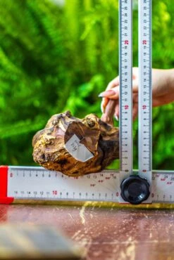 Driftwood For Moss Terrarium, Miniature, Micro Landscape, H005 -Ncyp Garden Store IMG 7534