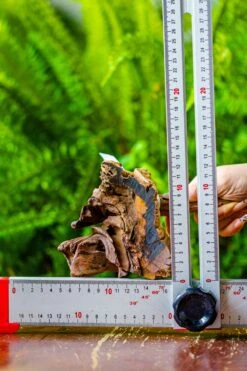 Driftwood For Moss Terrarium, Miniature, Micro Landscape, 7023 -Ncyp Garden Store IMG 7550 bd2f1fa7 58ef 4ab4 9f03 3999f76df36c