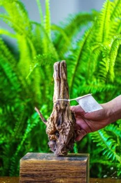 Driftwood For Moss Terrarium, Miniature, Micro Landscape, 7025 -Ncyp Garden Store IMG 7564