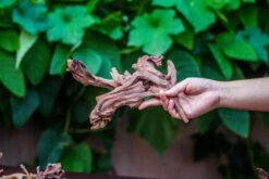 Natural Driftwood Roots Bag For Moss Terrarium Succulents Air Plants Reptile Miniature Habitat -Ncyp Garden Store IMG 7569 1