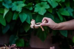 Natural Driftwood Roots Bag For Moss Terrarium Succulents Air Plants Reptile Miniature Habitat -Ncyp Garden Store IMG 7570 1