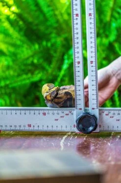 Driftwood For Moss Terrarium, Miniature, Micro Landscape, 7019 -Ncyp Garden Store IMG 7570
