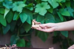 Natural Driftwood Roots Bag For Moss Terrarium Succulents Air Plants Reptile Miniature Habitat -Ncyp Garden Store IMG 7571
