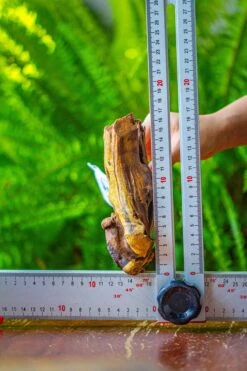 Driftwood For Moss Terrarium, Miniature, Micro Landscape, 7019 -Ncyp Garden Store IMG 7571 6cb25c5c b7b0 4fff a219 01fb75b3ee37