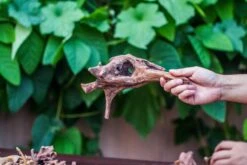 Natural Driftwood Roots Bag For Moss Terrarium Succulents Air Plants Reptile Miniature Habitat -Ncyp Garden Store IMG 7573