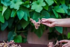 Natural Driftwood Roots Bag For Moss Terrarium Succulents Air Plants Reptile Miniature Habitat -Ncyp Garden Store IMG 7576