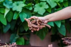 Natural Driftwood Roots Bag For Moss Terrarium Succulents Air Plants Reptile Miniature Habitat -Ncyp Garden Store IMG 7578