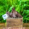 Driftwood For Moss Terrarium, Miniature, Micro Landscape, 7030 -Ncyp Garden Store IMG 7582 d28fe7c2 b6d0 4679 9153 1e1224dff87c