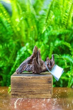 Driftwood For Moss Terrarium, Miniature, Micro Landscape, 7030 -Ncyp Garden Store IMG 7584