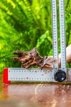 Driftwood For Moss Terrarium, Miniature, Micro Landscape, 7030 -Ncyp Garden Store IMG 7585