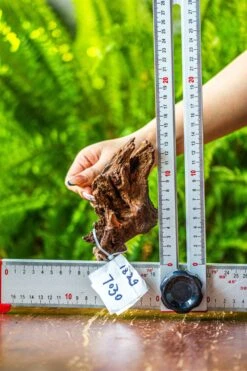 Driftwood For Moss Terrarium, Miniature, Micro Landscape, 7030 -Ncyp Garden Store IMG 7586