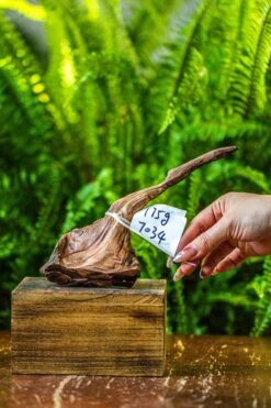 Driftwood For Moss Terrarium, Miniature, Micro Landscape, 7034 -Ncyp Garden Store IMG 7598