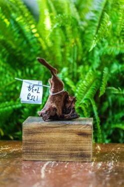 Driftwood For Moss Terrarium, Miniature, Micro Landscape, 7034 -Ncyp Garden Store IMG 7599 e1c0be65 53b6 45a5 a846 8d9ae044a02e