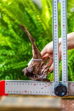 Driftwood For Moss Terrarium, Miniature, Micro Landscape, 7034 -Ncyp Garden Store IMG 7601 1e01516f 7f83 4b78 a6ae 3f06630f230f