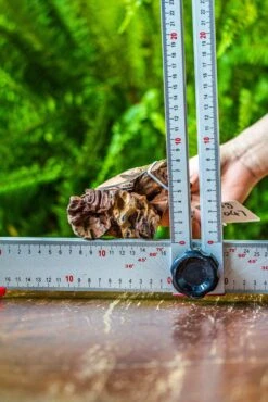 Driftwood For Moss Terrarium, Miniature, Micro Landscape, 7047 -Ncyp Garden Store IMG 7611 e4ad8b39 d56d 4a88 9fbb 00a1c5ce0039