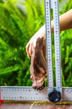 Driftwood For Moss Terrarium, Miniature, Micro Landscape, 7047 -Ncyp Garden Store IMG 7612